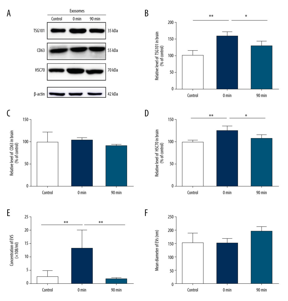 Short-term high-intensity exercise increased the levels of EV biomarkers in the mouse brain. (A) Western blot shows immunoreactivity for TSG101, HSC70 and CD63 from mice sacrificed before exercise (control), immediately after exercise (0 min) and 90 min after exercise (90 min). (B) The TSG101 level showed a significant increase after exercise (p<0.01) and almost returned to baseline within 90 min (P<0.05). (C) The level of CD63 in brain tissue showed no significant changes (P>0.05). (D) The HSC70 level was higher after exercise than before exercise (P<0.01) and almost returned to baseline within 90 min (P<0.05). (E, F) NTA of EVs from the brain tissues of mice sacrificed before exercise (control), immediately after exercise (0 min) and 90 min after exercise (90 min) is shown. The concentration of EVs (E) and the mean diameter of EVs (F) in the brain tissues were determined; n=8/group. Data are expressed as the mean±SD, ** P<0.01 using one-way ANOVA with the Bonferroni post-test.