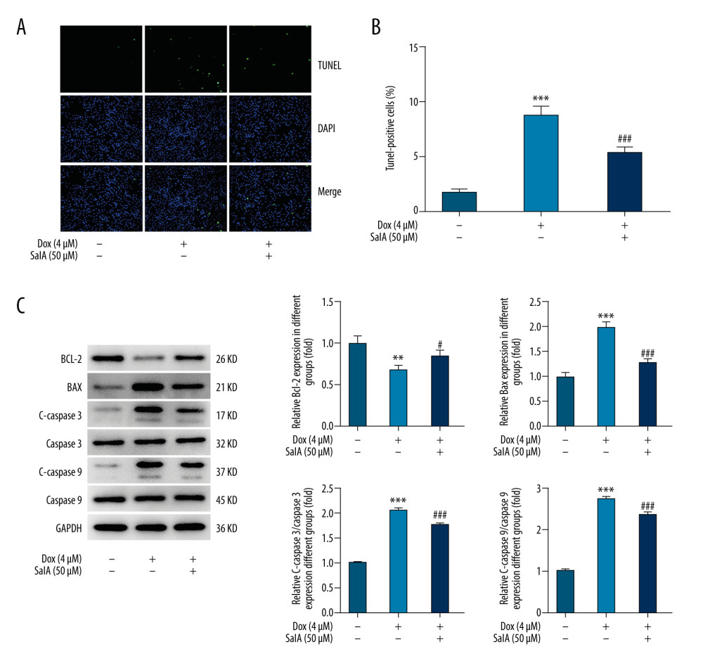 The effect of salvianolic acid A (SalA) on doxorubicin (Dox)-induced apoptosis in H9C2 cells. (A, B) Representative images (×200) and quantitative analysis for TUNEL staining in H9C2 cells. (C) The expression of proteins related to apoptosis in H9C2 cells was detected by western blot. ** P<0.01; *** P<0.001; # P<0.05; ### P<0.001.