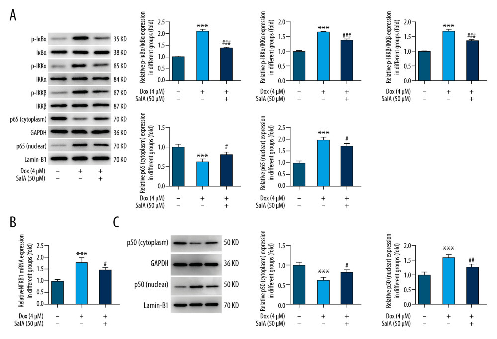 The effect of salvianolic acid A (SalA) on doxorubicin (Dox)-activated nuclear factor-κB (NF-κB) signaling and nuclear factor kappa B subunit 1 (NFKB1) expression in H9C2 cells. (A) The expression of proteins involved in the NF-κB pathway in H9C2 cells was detected by western blot. (B) The mRNA expression of NFKB1 in H9C2 cells that were subjected to different treatments. (C) The protein expression of cytoplasmic and nuclear p50 in H9C2 cells. *** P<0.001; # P<0.05; ## P<0.01; ### P<0.001.