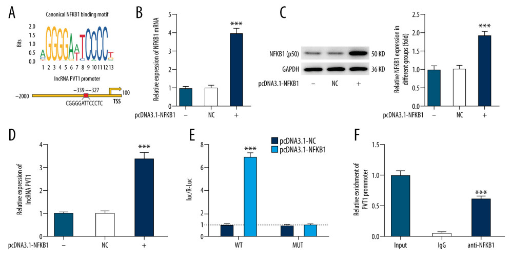 The interaction between nuclear factor kappa B subunit 1 (NFKB1) and plasmacytoma variant translocation 1 (PVT1) in H9C2 cells. (A) The binding sequences between NFKB1 and lncRNA PVT1 promoter. (B, C) The mRNA and protein expression of NFKB1 in H9C2 cells overexpressed with NFKB1 or not. (D) PVT1 expression in H9C2 cells overexpressed with NFKB1 or not. (E, F) The interaction between NFKB1 and PVT1 was confirmed by luciferase report (E) and chromatin immunoprecipitation (F) assays. *** P<0.001.
