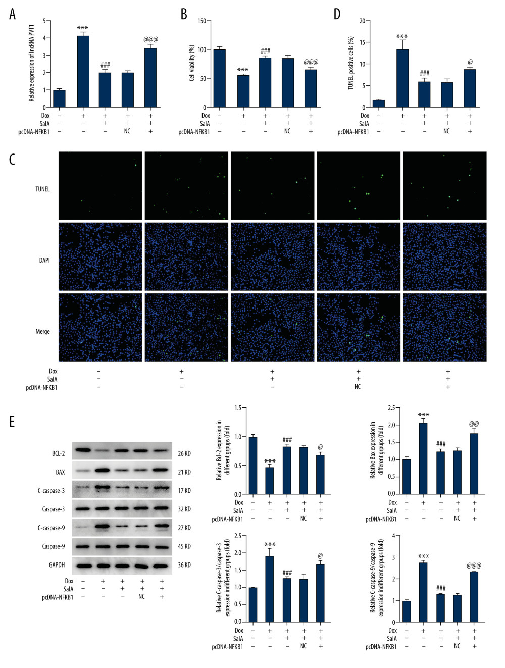 The effect of nuclear factor kappa B subunit 1 (NFKB1) overexpression on salvianolic acid A (SalA)-inhibited apoptosis in H9C2 cells. (A) The expression of plasmacytoma variant translocation 1 (PVT1) in H9C2 cells. (B) Cell viability of H9C2 cells that were subjected to indicated treatments. (C, D) Representative images (×200) and quantitative analysis for TUNEL staining in H9C2 cells. (E) The expression of proteins related to apoptosis in H9C2 cells was detected by western blot. *** P<0.001; ### P<0.001. @ P<0.05; @@ P<0.01; @@@ P<0.001.