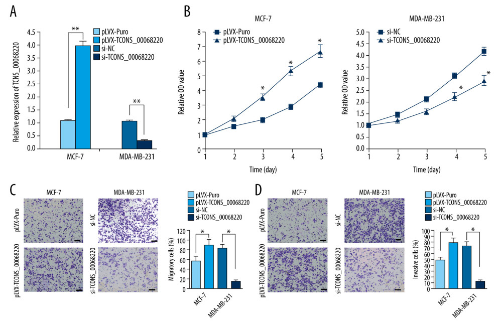 TCONS_00068220 modulates aggressive behaviors in breast cancer cells. TCONS_00068220 was overexpressed in the MCF-7 cell line and silenced in the MDA-MB-231 cell line via lentiviral vector-mediated transduction. (A) Verification of the efficiency of TCONS_00068220 overexpression or knockdown via qRT-PCR. (B) Cell proliferation was evaluated using a CCK8 assay after TCONS_00068220 overexpression or silencing. A transwell assay showed the effects of TCONS_00068220 expression alterations on cell migration (C) and invasion (D). * P<0.05 and ** P<0.01 vs control group.