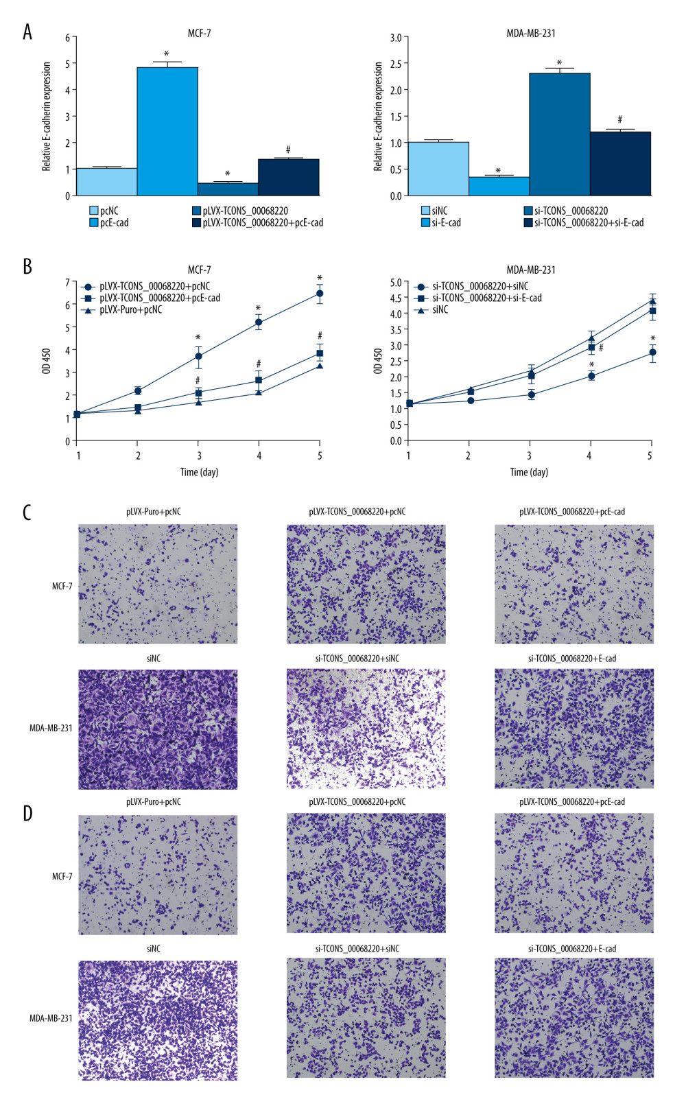 TCONS_00068220 modulates breast cancer cell performance by downregulating E-cadherin. E-cadherin was overexpressed in pLVX-TCONS_00068220-transfected MCF-7 cells, while E-cadherin was silenced in MDA-MB-231 cells with TCONS_00068220 knockdown. (A) Assessment of the overexpression of E-cadherin by using qRT-PCR. (B) Cell viability was evaluated using the CCK8 assay. (C) Cell migration was measured by transwell assay. (D) Cell invasion was tested by Matrigel transwell assay. * P<0.05 vs negative control (NC) group; # P<0.05 vs pLVX-TCONS_00068220+pcDNA3.1-NC group or si-TCONS_00068220+si-NC.