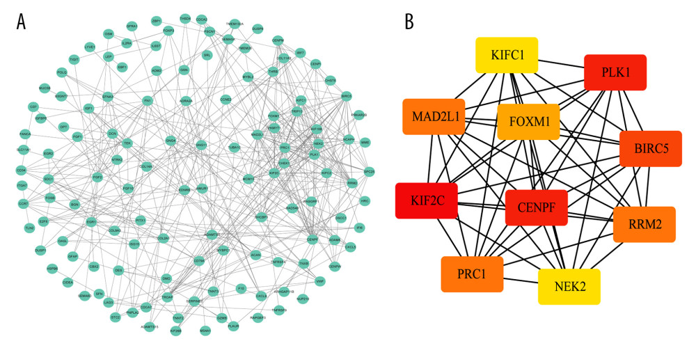 Identification of hub genes within protein-protein interaction (PPI) network. (A) PPI network. (B) Top 10 hub genes with high degrees of connectivity.