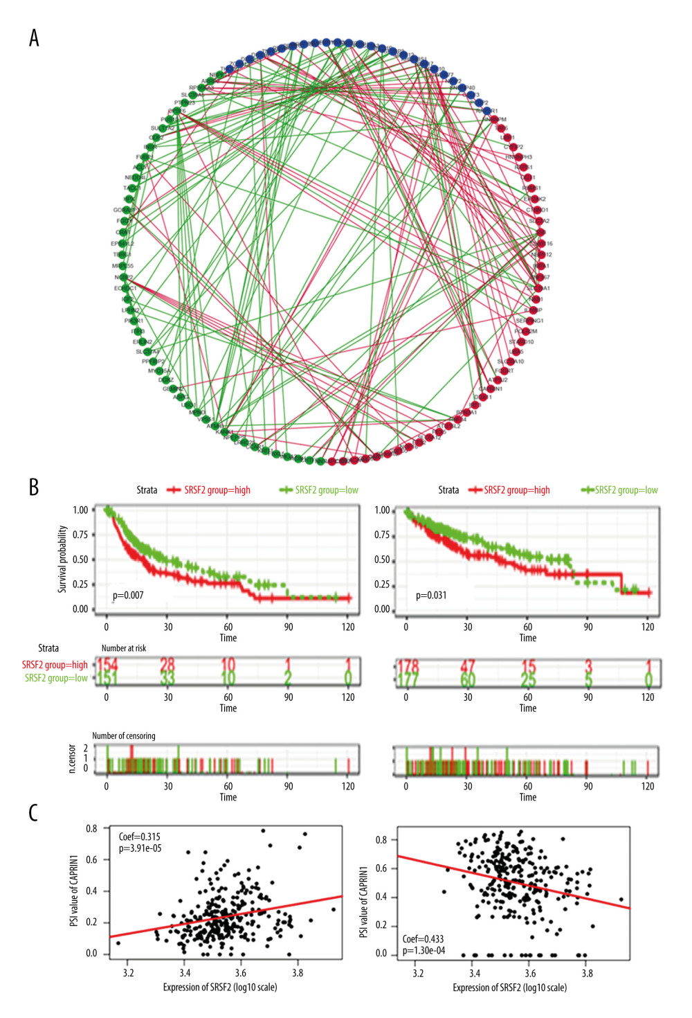 Survival-associated SFs and splicing correlation network in HCC patients. (A) Splicing correlation network. AS events with PSI values negatively/positively associated with survival are shown in red/green dots, respectively. SFs related to survival are presented as purple dots. Green/red lines represent negative/positive between SFs expression and PSI values of AS, respectively. (B) High expression (red line) of splicing factor SRSF2 is strongly related to poor disease-free survival (left panel) and poor overall survival (right panel). (C) Dot plot of correlation between expression of SRSF2 and AP PSI values of CAPRIN1 (left panel), and the correlation between ES PSI values of SULT1A2 and expression of SRSF2 (right panel).