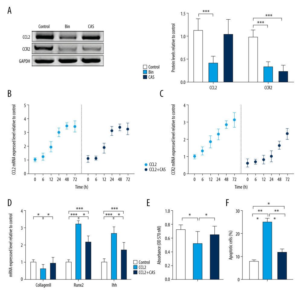 CCR2 deficiency delays chemokine (C-C motif) ligand 2 (CCL2)-induced chondrocyte hypertrophy (CH). (A) Protein expression of CCL2 and CCR2 was analyzed after treatment with bindarit or CAS and quantified. mRNA expression of (B) CCL2 and (C) CCR2 was analyzed after treatment with CCL2 protein with or without CAS pretreatment. (D) Expression of Type 2 collagen, RUNX2, and IHH mRNA in CH. (E) Cell proliferation was measured with an MTT assay. (F) Cell apoptosis was measured with flow cytometry. Data are shown as means±standard deviations vs the control group. * P<0.05, ** P<0.01, *** P<0.001.