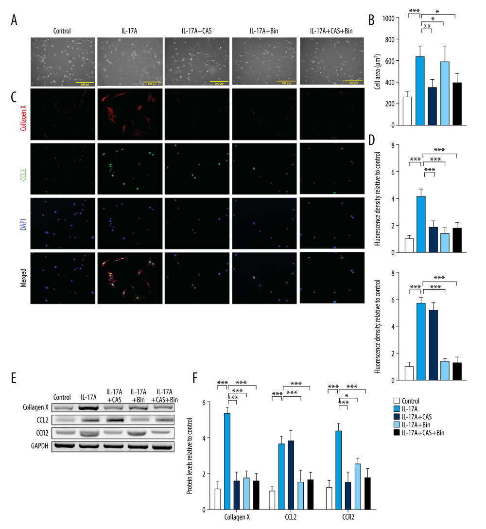 Blocking chemokine (C-C motif) ligand 2 (CCL2)/CCR2 inhibits interleukin-17A-induced Type 10 collagen expression. (A) Representative images of cell morphology and (B) cell area measurement. (C) Protein expression of Type 10 collagen and CCL2 was determined with immunofluorescence (IF) (magnification: 200×). Red indicates Type 10 collagen, green indicates CCL2, and blue indicates the cell nucleus. (D) Quantification analysis of IF intensity. (E) Protein expression of Type 10 collagen, CCL2, and CCR2 and (F) quantification analysis. Data are shown as means±standard deviations vs the control group. * P<0.05, *** P<0.001.