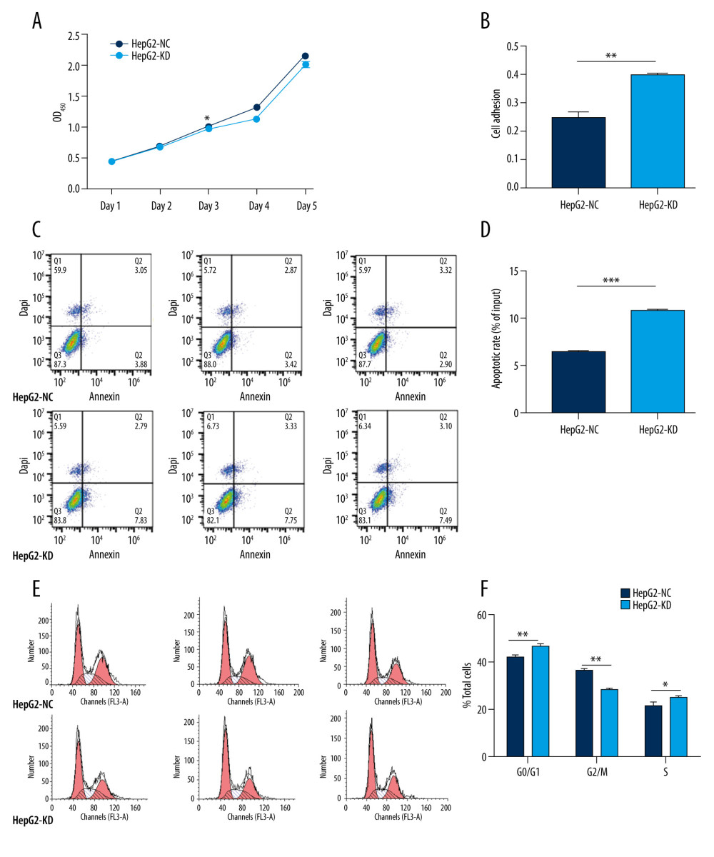 In vitro knockdown of HHLA2 in HepG2 cells. HepG2 cells were transfected with lentivirus expressing HHLA2-targeting shRNA 1 (HepG2-KD) or control shRNA (HepG2-NC). (A) Cell proliferation was measured over time using the CCK-8 assay. * P<0.05. (B) Cell adhesion was measured as HepG2-KD group (0.400±0.009) compared with HepG2-NC group (0.247±0.034). ** P<0.01. (C) Flow cytometry dot plots showing apoptosis rates. (D) Quantification of apoptosis rates of HepG2-KD group (10.777±0.306) compared with HepG2-NC group (6.437±0.237). *** P<0.001. (E) Histograms showing numbers of cells in different stages of the cell cycle. (F) Quantification of percent of total cells in each stage of the cell cycle. * P<0.05, ** P<0.01.