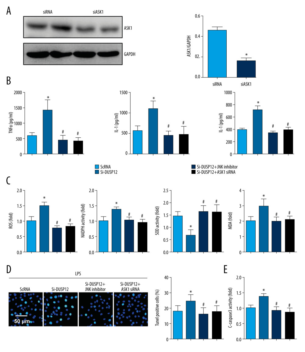 ASK1-JNK inhibition alleviated the effects of DUSP12 silencing. MLECs were transfected with DUSP12 siRNA, treated with the JNK inhibitor or ASK1 siRNA and then treated with LPS. (A) ASK1 protein levels after cells were transfected with ASK1 siRNA. (B) ELISA measurement of proinflammatory factors. (C) ROS level, MDA level, NADPH activity, and SOD activity. (D) TUNEL staining (magnification: 200). (E) Caspase-3 activity (* P<0.05 vs ScRNA/LPS; # P<0.05 vs siDUSP12/LPS). All in vitro studies were repeated 3 times independently.