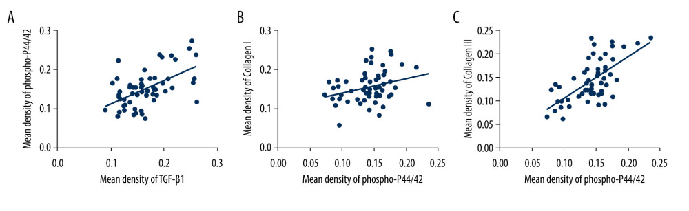 The correlation between phospho-p44/42 and TGF, collagen I, and collagen III. Phospho-p44/42 levels were significantly positively correlated with TGF-β1, collagen I, and collagen III. P-P44/42, phospho-p44/42 (A–C).