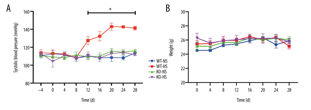 The blood pressure and weight of of activating transcription factor 4 (ATF4) knockout mice induced by hyper-salt. (A) Blood pressure, (B) weight. WT-NS – wild-type+normal salt group; WT-HS – wild-type+high salt group; KO-NS – ATF4+/−+normal salt group; KO-HS – ATF4+/−+high salt group. * P<0.05.