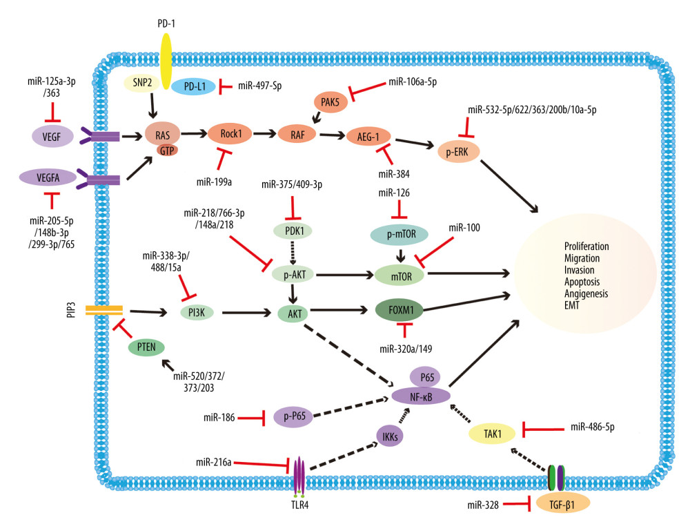 Representative diagram of miRNAs acting as tumor suppressors, and their associated signaling pathways in renal cancer. The drawing mainly illustrates that miR-125a-3p/363 and miR-205-5p/148b-3p/299-3p/765 inhibit the VEGF and VEGFA signaling pathways through decreasing the expression of VEGF and VEGFA, respectively. miR-199a, miR-106a-5p, miR-384, and miR-532-5p/622/363/200b/10a-5p restrain RAS/MAPK signaling pathways by decreasing the levels of Rock1, PAK5, AEG-1, and p-ERK, respectively. Furthermore, miR-338-3p/488/15a, miR-218/766-3p/148a/218, miR-375/409-3p, miR-126, miR-100, and miR-320a/149 influence the PI3k/AKT/mTOR signaling pathways by decreasing the levels of PI3k, p-AKT, PDK1, p-mTOR, mTOR, and FOXM1, respectively. In contrast, miR-520/372/373/203 increases the expression of PTEN and exerts the same effect. miR-328 and miR-486-5p inhibit the TGF-β signaling pathways through decreasing the expression of TGF-β1 and TAK1, respectively. miR-186 and miR-216a influence NF-κB signaling pathways by decreasing the levels of p-p65 and TLR4, respectively. In addition, miR-497-5p targets PD-L1, thus influencing immunity-related mechanisms. VEGF – vascular endothelial growth factor; Rock1 – Rho-associated coiled-coil-forming protein kinase; PAK5 – p21-activated kinase 5; AEG-1 – AEG-1-astrocyte-elevated gene-1; p-ERK – phosphorylate extracellular signal regulated kinase; PI3k – phosphatidylinositol 3-kinase; p-AKT – p-protein kinase B; PDK1 – phosphoinositide-dependent kinase 1; mTOR – mammalian target of rapamycin; FOXM1 – forkhead box M1; PTEN – phosphatase and tensin homolog deleted on chromosome 10; TGF-β1 – transforming growth factor-β 1; TAK1 – TGF-beta-activated kinase 1; PLP2 – proteolipid protein 2; INF; TLR4 – toll-like receptor 4; PD-L1 – programmed death ligand 1.
