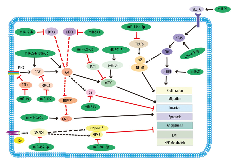 Representative diagram of miRNAs acting as oncogenes and their correlation with signaling pathways in renal cancer. The picture mainly demonstrates that miR-224/193a-3p and miR-501-5p improve PI3K/AKT and mTOR signaling pathway through increasing the level of PI3K, AKT, and p-mTOR, respectively. On the contrary, miR-19, miR-122, and miR-92b-3p inhibit the expression of PTEN, and FOXO3 and TSC1 exert the same effect. miR-21 and miR-223-3p facilitate the VEGF and RAS/MAPK signaling pathway by augmenting the levels of VEGFA/c-jun and KRAS, respectively. Moreover, miR-125b and miR-543 increase the Wnt signaling pathway by decreasing the expression of DKK3 and DDK1, respectively. miR-452-5p activates the TGF-β signaling pathway by decreasing the expression of SMAD4. In addition, miR-146a-5p and miR-146b-5p target G6PD and TARL6, and thus are involved in PPP metabolism and inflammation mechanism, respectively. PI3k – phosphatidylinositol 3-kinase; p-AKT – p-protein kinase B; mTOR – mammalian target of rapamycin; PTEN – phosphatase and tensin homolog deleted on chromosome 10; FOXO3 – forkhead box O3; TSC1 – tuberous sclerosis complex subunit 1; VEGFA – vascular endothelial growth factor A; KRAS – Kirsten rat sarcoma viral oncogene; DKK1/3 – Dickkopf1/3; SMAD4 – SMAD family member 4; G6PD – glucose-6-phosphate dehydrogenase; TRAF6 – TNF receptor associated factor 6.