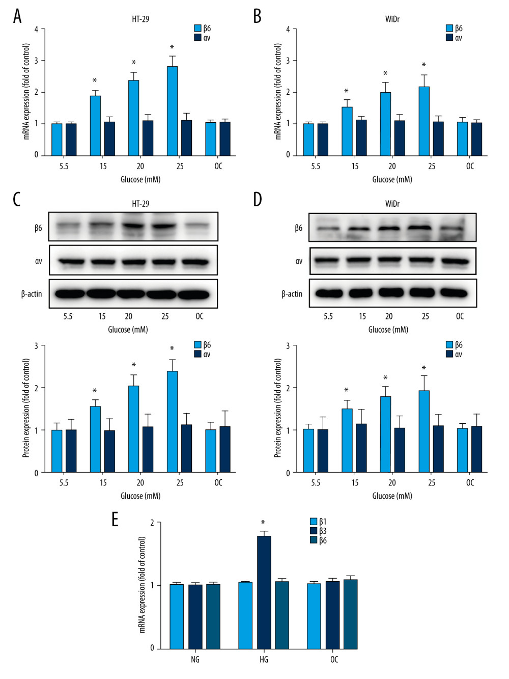 High glucose induced upregulation of integrin β6. HT-29 and WiDr cells were incubated with medium containing various concentrations of glucose for 24 h, and expression of integrin β6 and αv was measured by real-time PCR (A, B) and western blot (C, D). (E) Expression of integrin β1, β3, and β5 was detected by real-time PCR in HT-29 cells. Mean±SD of 3 independent experiments. * P<0.05 vs control. OC – osmotic control; NG – normal glucose; HG – high glucose.