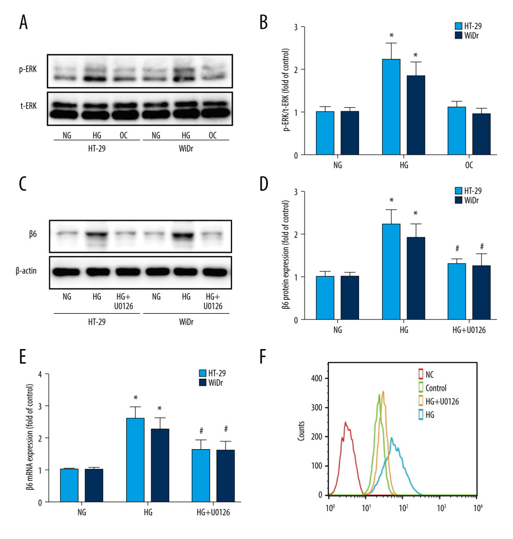 The ERK pathway was involved in high-glucose-induced upregulation of integrin αvβ6. (A, B) HT-29 and WiDr cells were incubated with normal glucose, high-glucose, and osmotic control medium, and expression of total-ERK (t-ERK) and phospho-ERK (p-ERK) was determined by western blot. (C–E) HT-29 and WiDr cells were pretreated with ERK-specific inhibitor U0126 for 30 min followed by stimulation with high-glucose medium for 24 h, and protein (C, D) and mRNA (E) expression of β6 subunit was detected by western blot and real-time PCR. (F) Cell surface expression of integrin αvβ6 was detected by flow cytometry in HT-29 cells. * P<0.05 vs NG. # P<0.05 vs HG. NG – normal glucose; HG – high glucose.