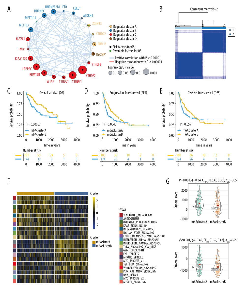 Survival outcomes and biological characteristics of distinct N6-methyladenosine (m6A) methylation modification patterns. (A) Interaction of 21 m6A methylation modulators in hepatocellular carcinoma (HCC). The node size, measured by log10 (P value), represents the impact of each m6A modulator on prognosis. The black and green dots represent overall survival risk and protective factors, respectively. The thickness of the lines indicates the correlation strength between m6A modulators. Blue lines, positive correlation; red lines, negative correlation. (B) Consensus classification of patients with HCC for k=2. (C–E) Kaplan-Meier survival analyses for distinct m6A modification patterns in The Cancer Genome Atlas cohort. The m6A cluster B presents worse (C) overall survival, (D) progression-free survival, and (E) disease-free survival than the m6A cluster A. (F) Gene set variation analysis enrichment illustrates the activation score of biological function between 2 methylation patterns and is visualized in the heatmap. The activated pathway is marked with gold and the inhibited pathway is marked with blue. (G) Immune and stromal component differences between 2 methylation patterns. R (version 3.6.1) software was used to create the pictures.