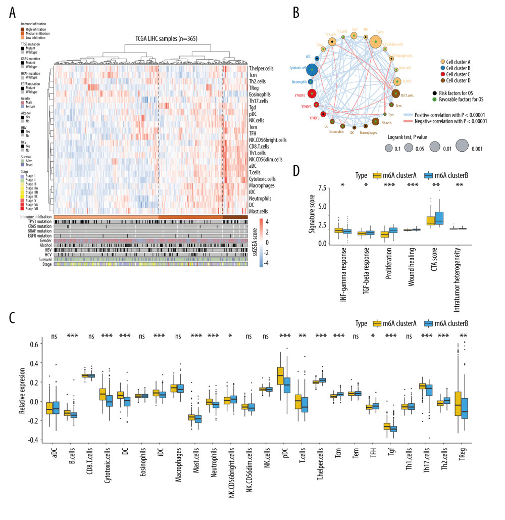 Immune cell infiltration characteristics in distinct N6-methyladenosine (m6A) methylation modification patterns. (A) Unsupervised classification of patients with hepatocellular carcinoma (HCC) from The Cancer Genome Atlas cohort using normalized single-sample gene set enrichment analysis scores of 24 types of immune cells. Patients were classified as having high-, median-, and low-immune infiltration status. (B) The interaction among the 24 immune cell types in the HCC tumor microenvironment. The node size was calculated by Log10(log-rank P value) and represents the impact of each immune cell type on prognosis. (C) Differences in the abundance of immune cell infiltration between the 2 m6A modification patterns. (D) Differences in IFN-gamma response, TGF-beta response, proliferation, wound healing, cancer-testis antigen score, and intratumor heterogeneity signatures between the 2 m6A modification patterns. The P value is represented by asterisks (*** P<0.001; ** P<0.01; * P<0.05). R (version 3.6.1) software was used to create the pictures.