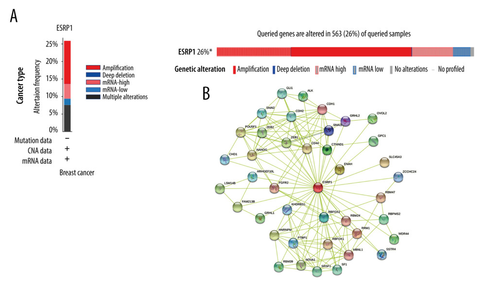 Alteration patterns and protein interactions of ESRP1 in breast cancer. (A) cBioPortal analysis showed the alteration patterns of ESRP1 in breast cancer. (B) The protein interaction network of ESRP1 was drawn by STRING analysis. The colored nodes in the network represent ESRP1 and its interactions.