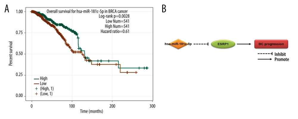 Effect of hsa-miR-181c-5p on prognosis of breast cancer patients and ESRP1 expression. (A) The association of hsa-miR-181c-5p with overall survival was analyzed by the Kaplan-Meier plotter in patients with breast cancer. (B) Model of hsa-miR-181c-5p-ESRP1 axis on breast cancer progression.