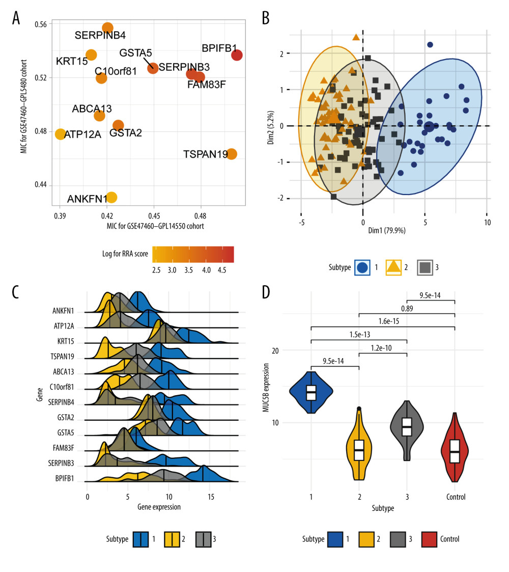 The disease subtype of chronic obstructive pulmonary disease related to mucus hypersecretion. (A) The maximal information coefficient (MIC) values in 2 datasets. (B) Principal components analysis plot for 3 subtypes in the GSE47460-GPL14550 dataset. (C) Ridgeline plot showing differences of expression values of 12 gene signatures in 3 subtypes. (D) Violin and box plot gave a significant difference in MUC5B expression.