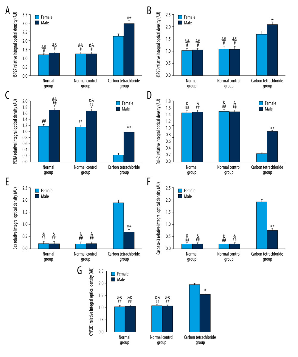 Expression of HSP27, HSP70, PCNA, Bcl-2, Bax, caspase-3, and CYP2E1 in the liver of mice at 24 h after intraperitoneal injection of CCl4. Expression of HSP27, HSP70, PCNA, Bcl-2, Bax, pro-caspase-3, cleaved caspase-3 and CYP2E1 protein was detected by western blot analysis. The protein bands were quantified for (A) HSP27, (B) HSP70, (C) PCNA, (D) Bcl-2, (E) Bax, (F) caspase-3, and (G) CYP2E1 with Gel-Pro Analyzer 4.0 software (Media Cybernetics Inc.), and the intensities of the bands were normalized against beta-actin. Experiments were performed in triplicate, and all experimental data are expressed as the mean±standard deviation (SD). ** P<0.01 or * P<0.05: there was a significant difference between the female group and the male group. ## P<0.01 or # P<0.05: the female carbon tetrachloride group was significantly different from the normal group or the normal control group. && P<0.01 or & P<0.05: there was a significant difference between the male carbon tetrachloride group and the normal group or the normal control group. AU – arbitrary unit; NG – normal group; NCG – normal control group; CTG – intraperitoneal injection of CCl4 group.