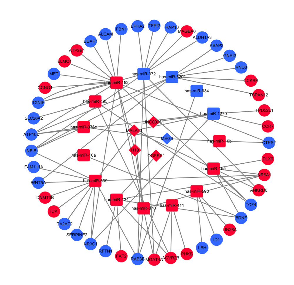 The lncRNA-miRNA-mRNA ceRNA network constructed by Cytoscape. The diamond, square, and circle represent lncRNA, miRNA, and mRNA, respectively. Blue stands for upregulated RNAs, red stands for downregulated RNAs. lncRNAs – long noncoding RNAs; miRNAs – microRNAs; mRNA – messenger RNAs; ceRNA – competing endogenous RNA.