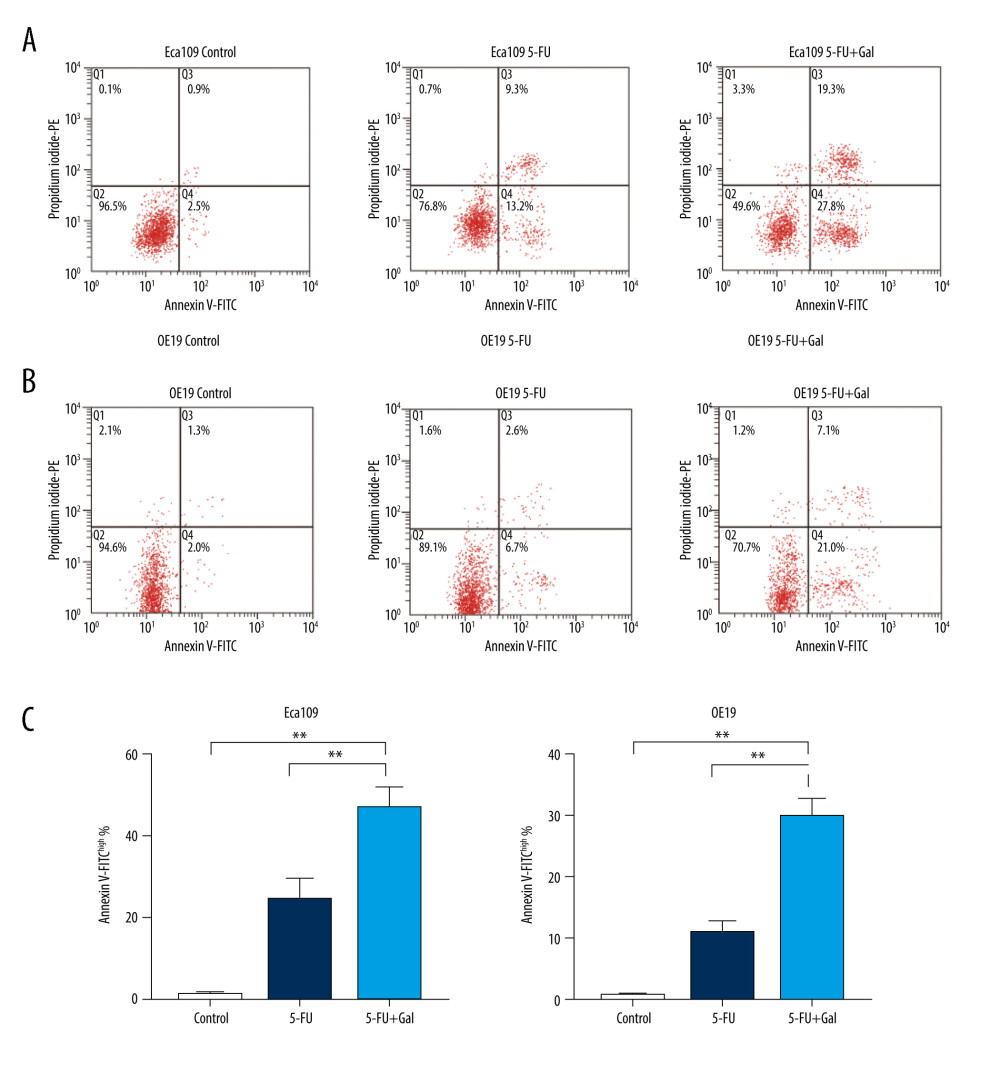 Effects of fluorouracil (5-FU) and galangin on the apoptosis of human esophageal cancer cells. (A) Eca109 and (B) OE19 cells were treated with 5-FU, galangin, and combined therapy for 36 h and then analyzed with annexin V/propidium iodide double stain. (C) Quantitative analyses were conducted, and representative diagrams of flow cytometry analyses are displayed. Data are presented as the mean±SEM of 3 independent experiments. * P<0.05 vs control group; ** P<0.01 vs control group.