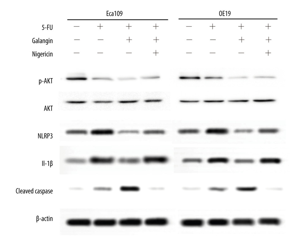 Galangin modulated cell death through the NLRP3 inflammasome but not the AKT pathway in human esophageal cancer cells after fluorouracil (5-FU) treatment. Total cell extracts were obtained and subjected to western blot analysis, which included anti-AKT, phospho-AKT, NLRP3, IL-1β, cleaved PARP (PARP1), and β-actin. The Eca109 and OE19 cells were also treated with DMSO (control), 5-FU, 5-FU+galangin, and 5-FU+galangin+nigericin solution. AKT – protein kinase B; DMSO – dimethyl sulfoxide; IL-1β – interleukin 1β; NLRP3 – NLR family pyrin domain containing 3; PARP – poly (ADP-ribose) polymerase.