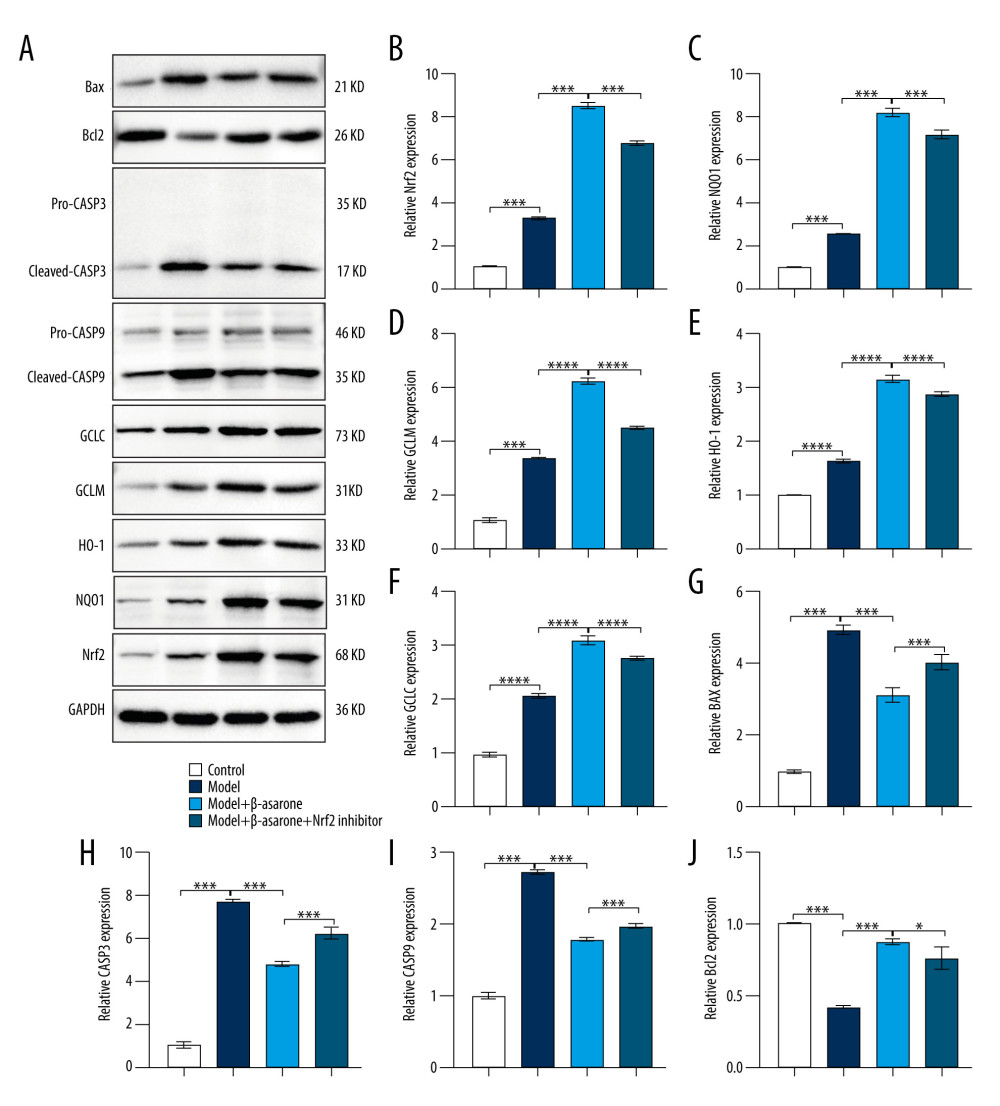 Western blot for detecting Nrf2-ARE pathway- and apoptosis-related protein expression in brain tissues of MCAO rat models. (A) Representative images for western blot results. The expression of Nrf2-ARE pathway-related proteins including (B) Nrf2 (C) NQO1, (D) GCLM, (E) HO-1, (F) GCLC and apoptosis-related proteins including (G) BAX, (H) CASP3, (I) CASP9, and (J) Bcl-2 was quantified according to the western blots. * p<0.01, *** p<0.001, ****p<0.0001.