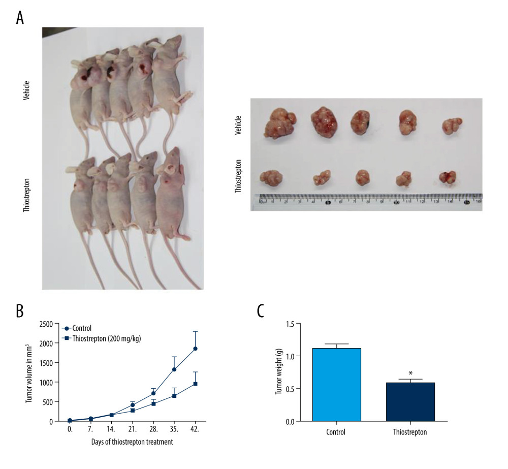 Effect of inhibition of FoxM1 on NPC cell-derived tumor growth(A) Xenografts were established by subcutaneous injection of 5×106 CNE-2 cells into the right flank of nude mice. At 42 days after intraperitoneal administration of vehicle or thiostrepton at a dose of 200 mg/kg body weight, the xenografts were harvested. (B) Tumor volume was measured every 7 days. (C) Tumor xenografts were weighed immediately after being excised. * P<0.05 compared to the control.