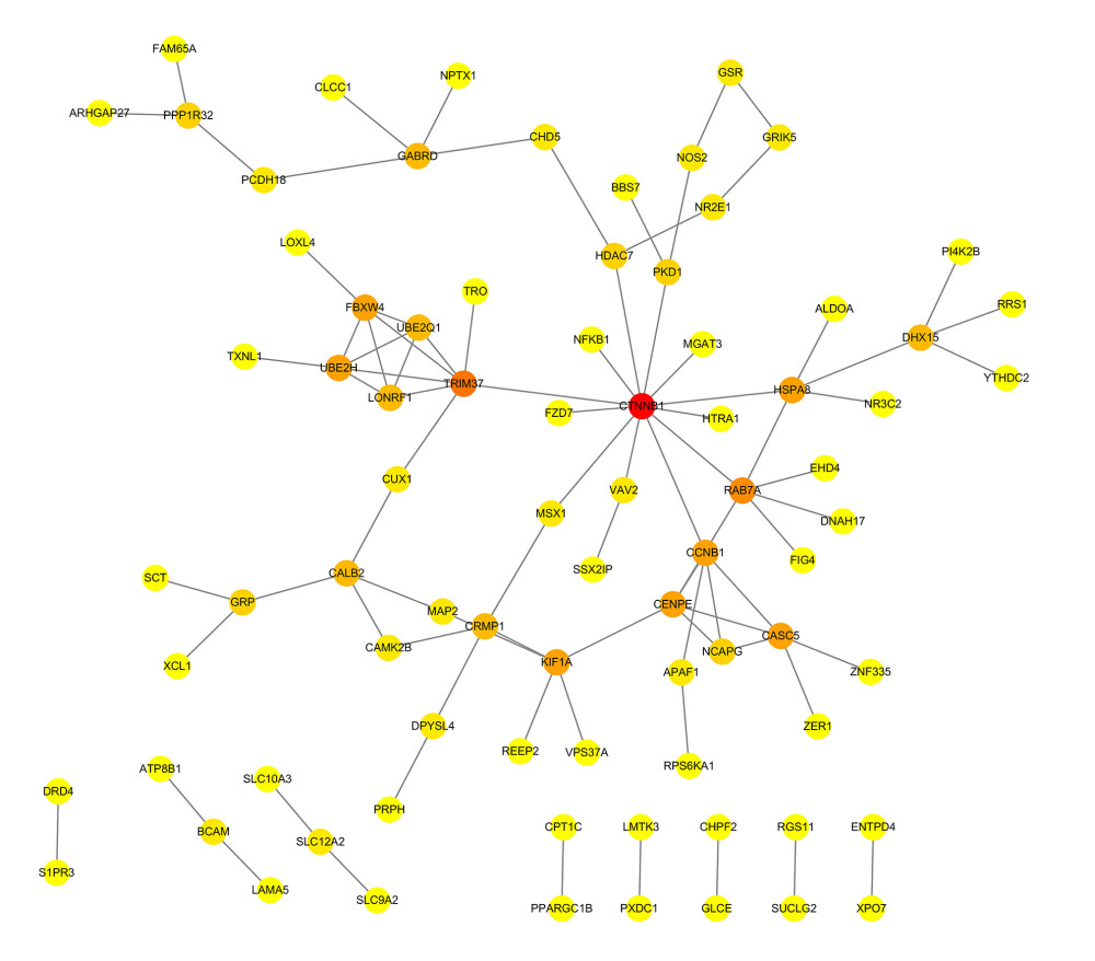PPI network of prognostic m6A-related genes constructed using STRING database (V11). In the diagram, genes are represented by nodes and their interactions are linked by lines. Genes with red color and large circle had higher degree values in the network, while genes with yellow color and small circle had lower degrees in the network. Cytoscape software (V3.5) was applied to visualize and analyze biological networks and node degrees of the 146 candidate genes.