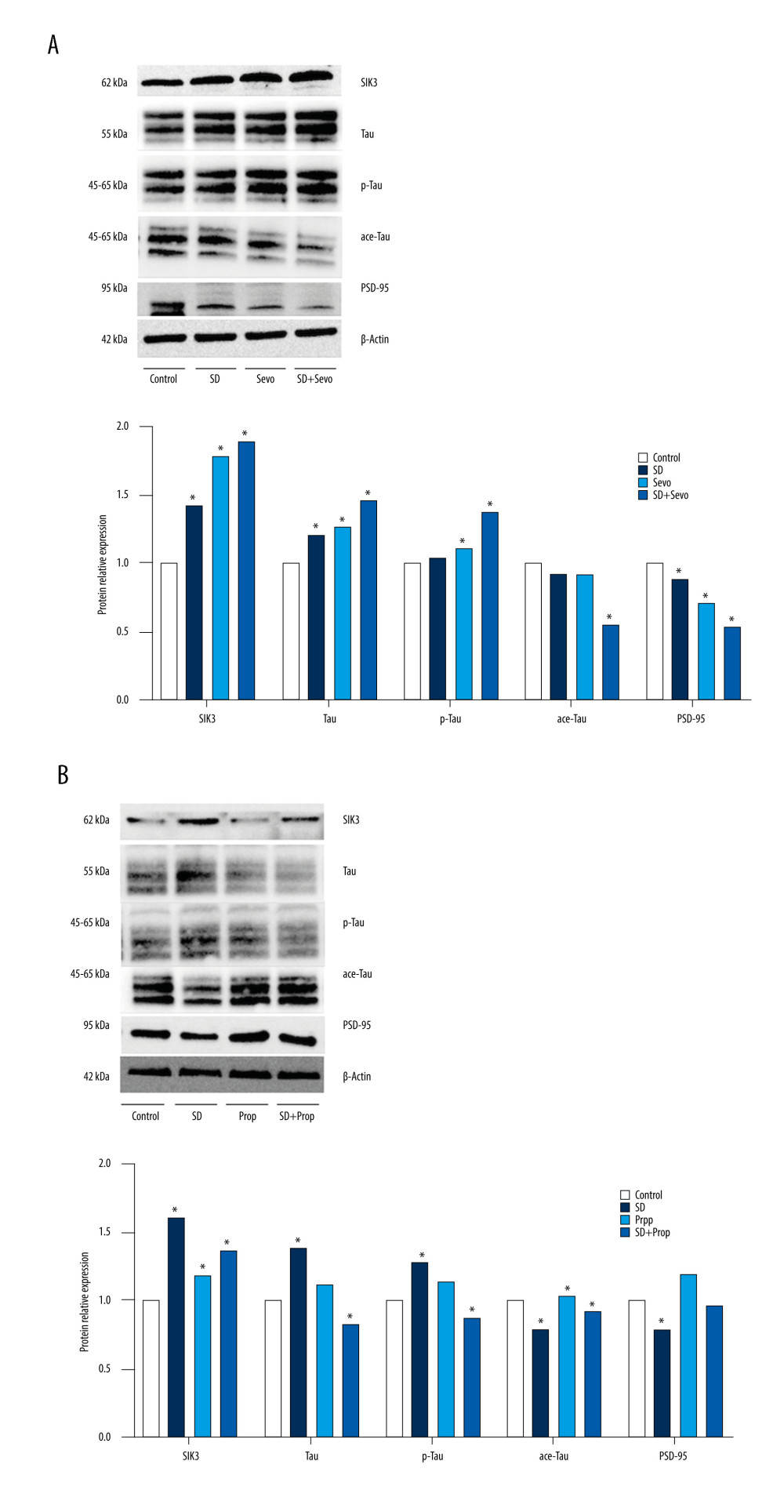 Expression of SIK3, PSD-95, and proteins associated with tau modification before administration of inhibitor or agonist in rats(A) Compared with the Control group, the expression level of tau protein in the hippocampus in the SD group was upregulated. Tau protein phosphorylation’s expression level was significantly upregulated, with a decreased acetylation level and an increased phosphorylation/acetylation ratio. The Sevo group exhibited increased SIK3 expression, while other changes were similar to those in the SD group. There was no statistically significant difference between the 2 groups. Compared with the SD group, the expression of SIK3 in the SD+Sevo group was upregulated. The levels of tau and its phosphorylation were increased, and the phosphorylation/acetylation ratio was increased, with statistical significance. In the change of PSD-95, the expression of the SD+Sevo group was significantly reduced. Simultaneously, the SD group and Sevo group also showed a certain degree of expression decline, and the difference was statistically significant. (* P<0.05, Control vs SD, Control vs Sevo, SD vs SD+Sevo). (B) Compared with the Con group, the expressions of SIK3, tau, p-tau were slightly increased, and ace-tau expression was slightly decreased in the SD group. The expression levels of related proteins in the Prop group were unchanged compared with the Con group. SIK3, tau, and p-tau were expressed at reduced levels. The phosphorylation/acetylation ratio was decreased in the SD+Prop group compared with the SD group. Their expression levels were similar to those in the Con group. For PSD-95 expression, SD reduced its expression, and there were no significant differences in PSD-95 expression between Con, Prop, and SD+Prop groups. (* p<0.05, Con vs SD, Con vs Prop, SD vs SD+Prop).
