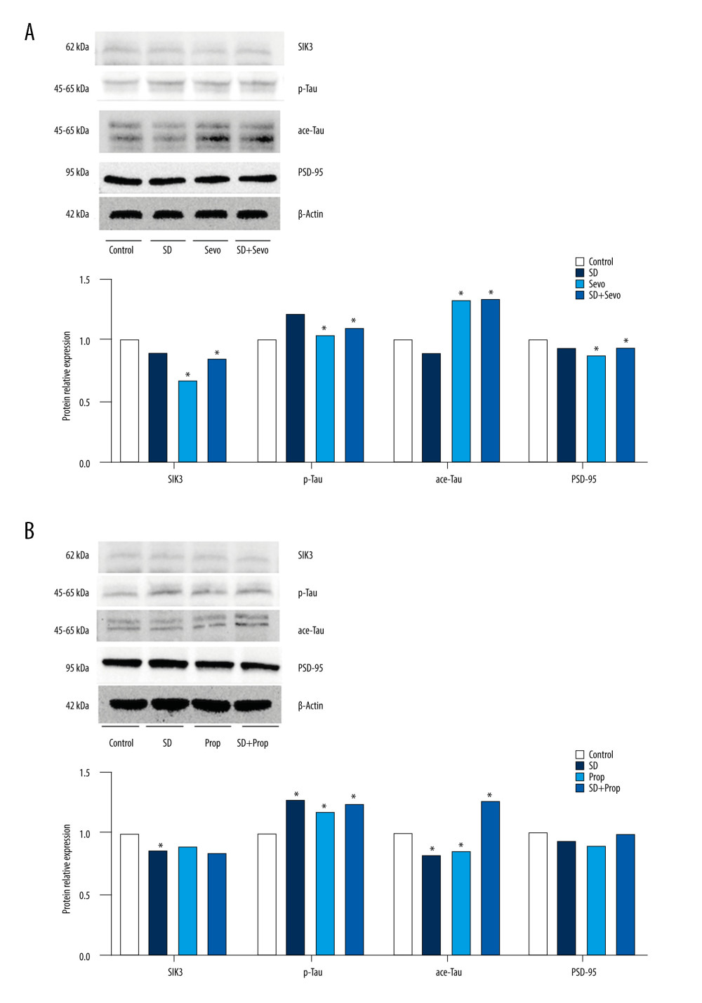(A, B) Expression of SIK3, PSD-95 and proteins associated with tau modification after administration of SIK3 inhibitor in ratsIn the Control group, the expression level of tau protein in the hippocampus of the SD group was upregulated (P<0.05), the expression level of tau protein phosphorylation (Ser404) was significantly upregulated (P<0.05), and the acetylation level was decreased (P<0.05), together with the decrease in postsynaptic PSD95. There was no significant difference in each protein’s levels between the Sevo group and the SD group (P>0.05). The SD+Sevo group showed a stronger trend than the SD group (P<0.05) (n=6/group). (* P<0.05, Con vs SD, Con vs Sevo, SD vs SD+Sevo).