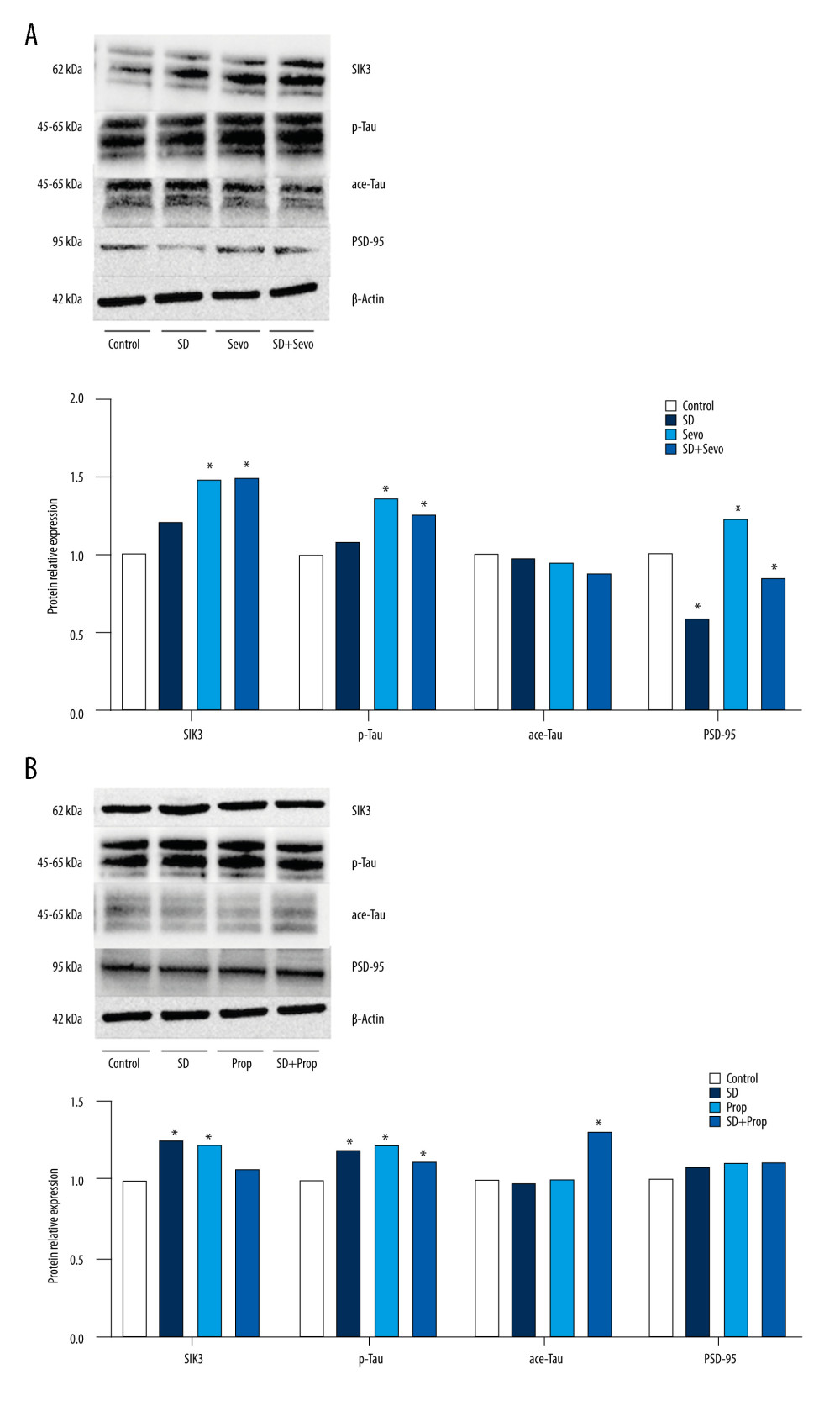 (A, B) Expression of SIK3, PSD-95 and proteins associated with tau modification after administration of tau agonist in ratsIntravenous anesthesia with propofol reversed cognitive impairment caused by acute sleep deprivation. In the Control group, the expression level of tau protein in the hippocampus of the SD group was upregulated (P<0.05), the expression level of tau protein phosphorylation (Ser404) was significantly upregulated (P<0.05), and the acetylation level was decreased (P<0.05), together with the decrease in postsynaptic PSD95. There was no significant difference in each protein’s levels between the Prop group and the Control group (P>0.05). The SD+Prop group outperformed the SD group in cognition, and the results were statistically significant (* P<0.05 Con vs SD, Control vs Prop, and SD vs SD+Prop).