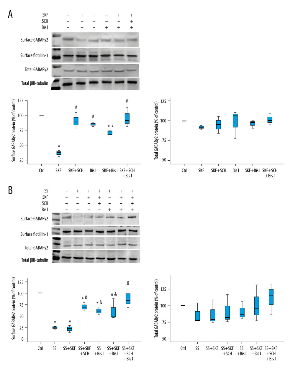Expression of GABARγ2 proteins before and after PKC inhibitor application. (A) The inhibitory effect of SKF on the surface expression of GABARγ2 was partially reversed by Bis I. Quantitative analysis of GABARγ2 total protein expression showed no considerable difference in these groups. (B) The inhibitory effect of SS, SS+SKF on the surface levels of GABARγ2 was partially reversed by SCH and Bis I. GABARγ2 total protein expression showed no significant difference in these groups. Data are presented as mean±SD. All experiments n=4, * P<0.05, vs the control group, # P<0.05, vs the SKF group, & P<0.05 vs the SS group, by one-way ANOVA and Tukey test. Odyssey 3.0.23 (LI-COR, USA) and SPSS 25.0 (USA) were used for the creation of the figures.