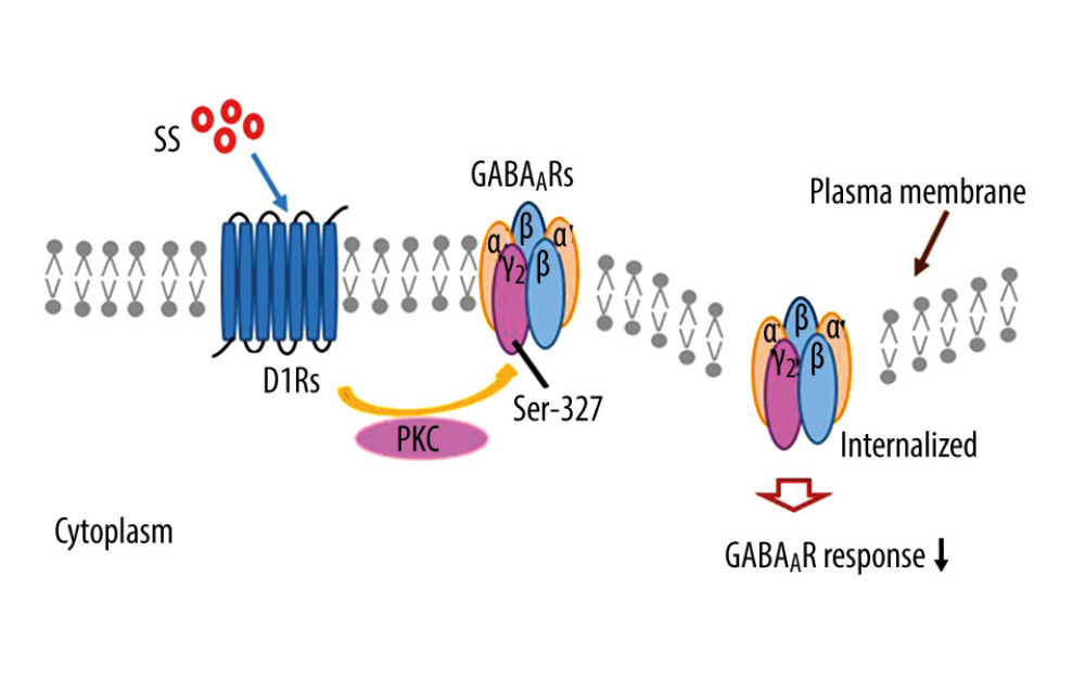 One pathway by which dopamine D1-like receptors mediated the salicylate-induced GABAA receptor internalization was through the effect of PKC on spiral ganglion neurons. After SS increased the PKC-dependent phosphorylation at γ2 S327 by D1Rs, the internalization of GABAARs was increased through a clathrin/dynamin-dependent pathway, then the surface level of GABAARs was reduced, resulting in a weakened GABAAR-mediated response. PowerPoint 2020 (Microsoft, USA) was used for the creation of the figure.
