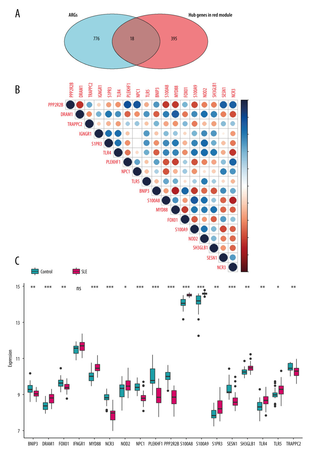 Identification of feature ARGs. (A) Selection of real hub genes in the ARGs and red modules. (B) Correlation heatmap shows gene co-expression patterns among ARGs. The colors represent correlations, and the size of the circles represent the size of the p values. (C) Boxplot shows the median expression level of each ARGs in both control and SLE samples, represented by red and green boxes, respectively.