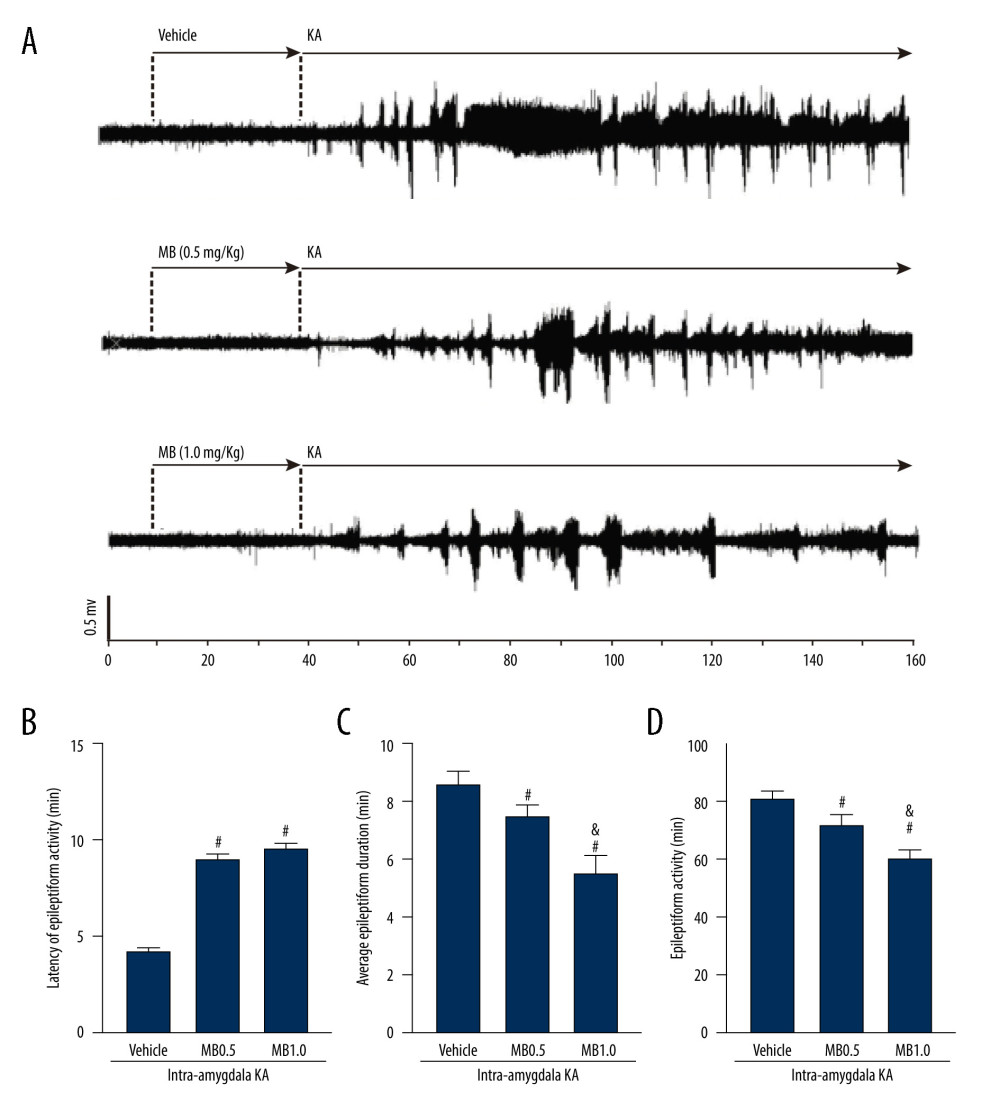Effect of methylene blue (MB) on kainic acid (KA)-induced epileptiform activity in vivo. (A) Representative tracings showing KA-induced epileptiform activity for the full recording period in vivo in mice pretreated with vehicle, 0.5 mg/kg of MB, and 1 mg/kg of MB, respectively. Electroencephalogram tracings are labeled to indicate drug administration times (vehicle, MB, and KA) accordingly. Histograms showing the latency (minutes) (B), average epileptiform duration (minutes) (C), and epileptiform activity (percentage) (D) of epileptiform activity in KA-treated mice in different group. Values are expressed as means±standard error of the mean. (n=11 vehicle+KA group, n=12 MB 0.5 mg/kg or 1 mg/kg+KA group). # P<0.05 vs vehicle+KA group; & P<0.05 vs MB 0.5 mg/kg+KA group. (Prism 8, version 8.3.0).