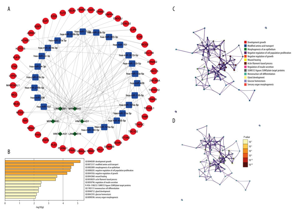 Construction of prognostic model-related ceRNA networks(A) The ceRNA network of differential mRNAs (red) and their target miRNAs (blue) and lncRNAs (green) between high- and low-risk groups. (B) Heat map of enriched terms for 47 mRNAs, the top 13 clusters, and their representative enriched terms (1 for each cluster). Color scale represents the significance of the P value. (C, D) Network of enriched terms. Colored by cluster ID (C), where nodes with the same cluster ID are usually close to each other; Colored by P value (D), where terms containing more genes tend to have more significant P values.