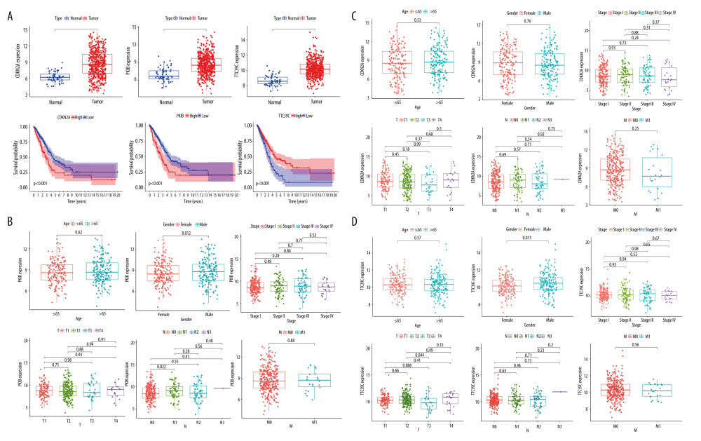 Comprehensive analysis of core genes. (A) Differential expression and survival analysis of CDKN2A, PKIB, and TTC39C among tumor and paraneoplastic tissues. (B) Correlation between PKIB and clinical characteristics. (C) Correlation between TTC29C and clinical characteristics. (D) Correlation between CDKN2A and clinical characteristics. * P<0.05, ** P<0.01, *** P<0.001. R Software version 4.0.3 (https://www.r-project.org/).