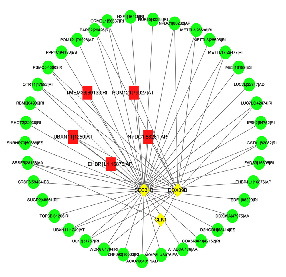 Diagram of the interaction between alternative splicing-alternative splicing factors network. Red represents high-risk AS events, green represents low-risk ASE, and yellow represents alternative splicing factors. Cytoscape version 3.7.2 (https://cytoscape.org/).