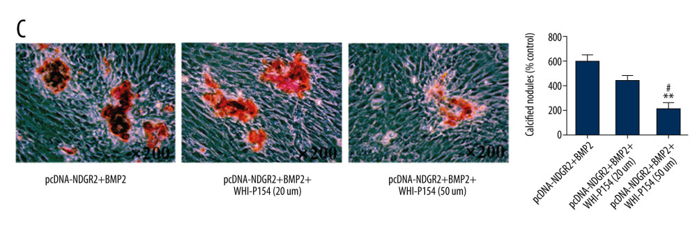 NDRG2 promoted BMP2-induced osteoblast differentiation through the JAK3/STAT3 signaling pathway. (C) The osteoblast calcification was decreased in MC3T3-E1 cells after treated with WHI-P154. ** P<0.01 versus pcDNA-NDRG2+BMP2 group. # P<0.05 versus pcDNA-NDRG2+BMP2+WHI-P154 (50 um).