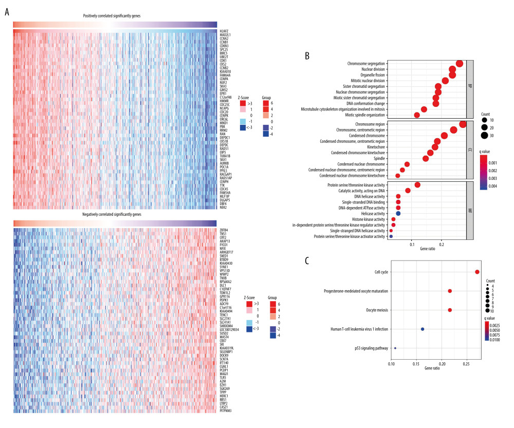 Gene enrichment analysis of H2AFZ co-expressed genes based on the TCGA-LUAD data. (A) Heatmaps showing genes positively and negatively correlated with H2AFZ in LUAD (top50). (B, C) Enriched GO terms and enriched KEGG pathways of H2AFZ-associated genes. R 4.1.0 software, (R Development Core Team, Vienna).