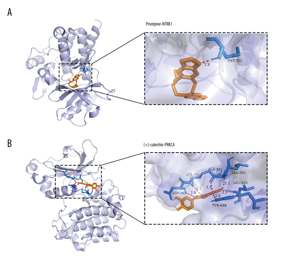 The docking model of core active compounds withNTRK1 andPRKCA by AutoDock 4.2 softwareProtopine binds to NTRK1 (A), and (+)-catechin binds to PRKCA (B). Purple, orange, red, and blue represent protein receptor, small drug ligand, hydrogen bond, and amino acid residue, respectively. The length of bond is added to the bond.