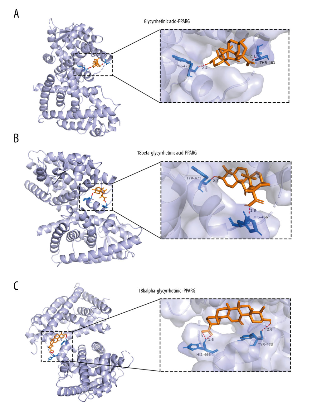 Molecular docking models of glycyrrhetinic acid (A), 18beta-glycyrrhetinic acid (B), and 18alpha-glycyrrhetinic (C) binding to PPARG by AutoDock 4.2 softwarePurple, orange, red, and blue represent protein receptor, small drug ligand, hydrogen bond, and amino acid residue, respectively. The length of bond is added to the bond.