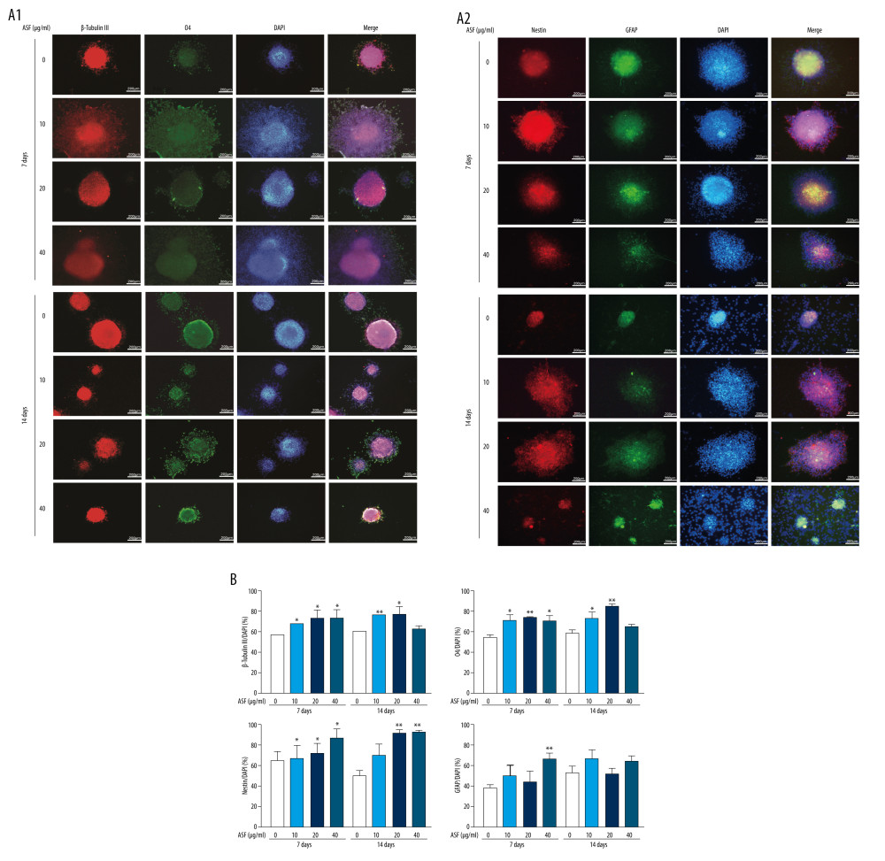 ASF induced differentiation of NSCs in vitro (A1, A2) Representative ICC images of β-Tubulin III (red), O4 (green), Nestin (red), GFAP (green), and DAPI (blue) at days 7 and 14. Scale bar: 200 μm. (B) The result of relativeβ-Tubulin III, O4, Nestin and GFAP positive cells. Data are represented as mean±SEM, * P<0.05, ** P<0.01.