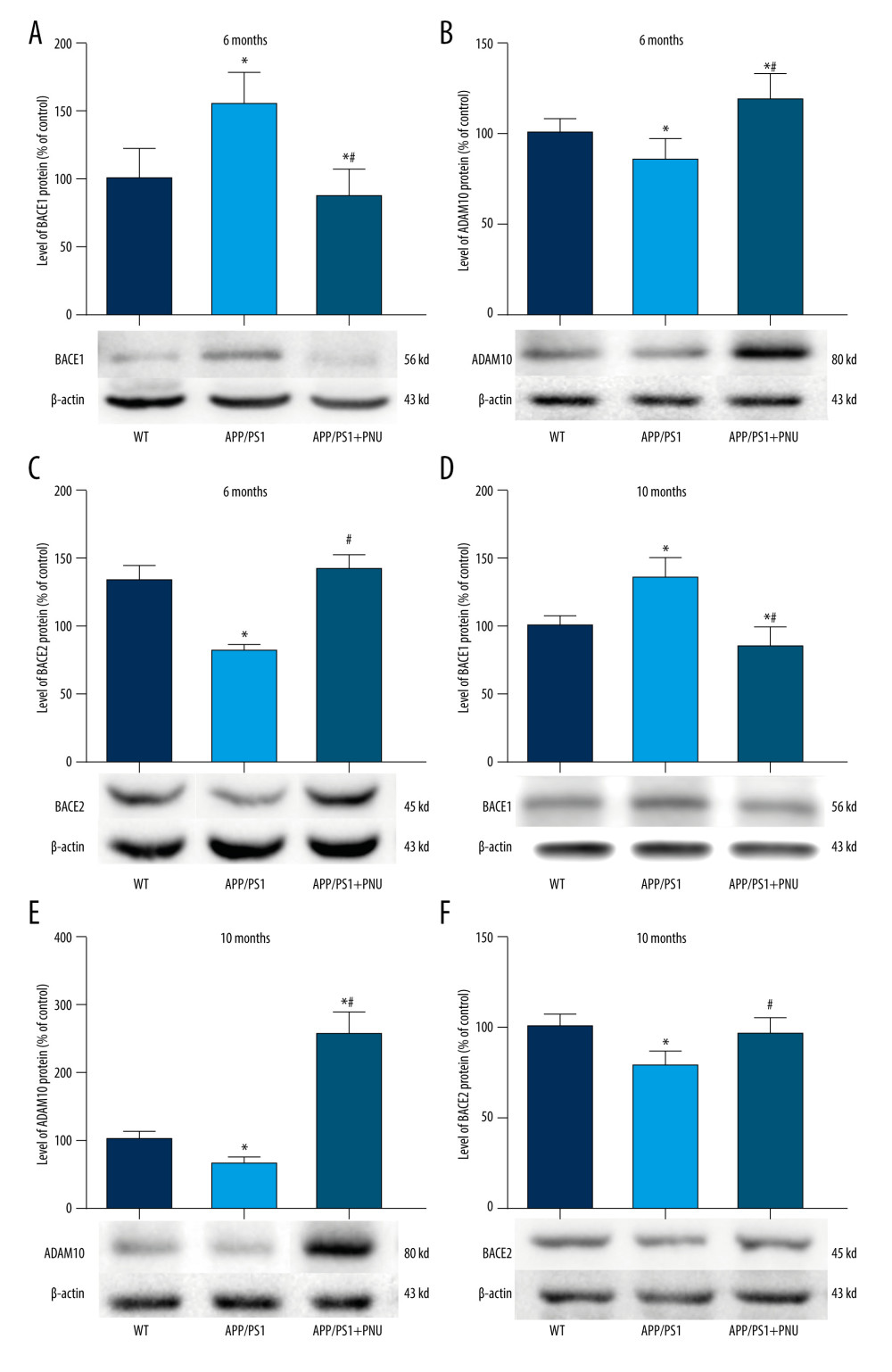 Western blot for BACE1, ADAM10, and BACE2 in the brains of APP/PS1 mice. (A, D) Levels of BACE1 at 6 and 10 months of age. (B, E) Levels of ADAM10 at 6 and 10 months of age. (C, F) Levels of BACE2 at 6 and 10 months of age. The values presented are means±SD of n=10 mice. * P<0.05 compared to the wild-type (WT) group; # P<0.05 compared to the APP/PS1 group, as determined by analysis of variance (ANOVA), followed by the Tukey HSD test.