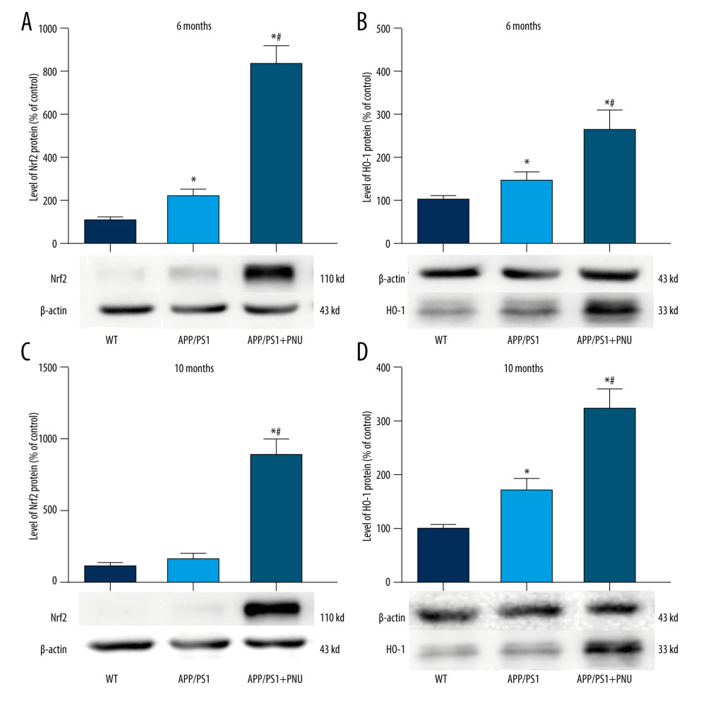 Western blot for Nrf2/HO-1 in the brains of APP/PS1 mice. (A, C) Nrf2 expression at 6 and 10 months of age. (B, D) HO-1 expression at 6 and 10 months of age. The values presented are means±SD of n=10 mice. * P<0.05 compared to the wild-type (WT) group; # P<0.05 compared to the APP/PS1 group, as determined by analysis of variance (ANOVA), followed by the Tukey HSD test.