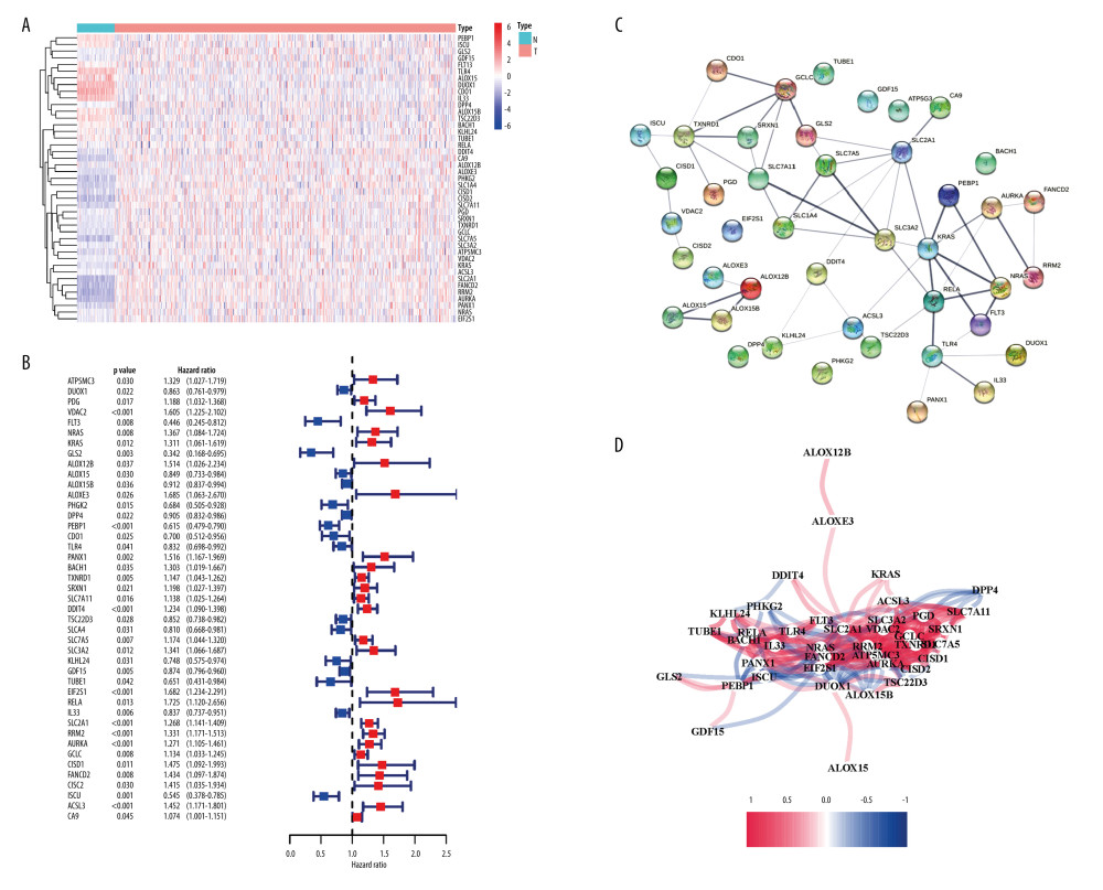 Identification of candidate genes related to ferroptosis in the TCGA cohort. (A) 43 DEGs were all upregulated in the LUAD tumor tissues. (B) The univariate analysis showed that 43 ferroptosis-related genes were correlated with the OS of LUAD patients. (C) The PPI network constructed by STRING displayed the interaction among the candidate genes. (D) The correlation network of candidate genes. Different colors represented different correlation coefficients. (R version 4.0.3, Ross Ihaka and Robert Gentleman, New Zealand; String version 11.5, https://string-db.org/).