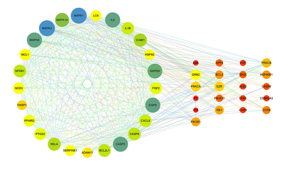 Protein interaction networks of related genes in the treatment of coronavirus infection with HDHs. (Cytoscape 3.7.1).